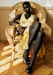 Andriane Yellow Print